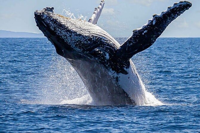Los Cabos Private Yacht Whale Watching & Drinks - Up to 18 Guests - Why Cabo whale season makes this trip special