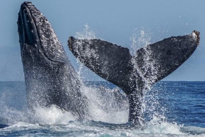 Los Cabos Private Yacht Whale Watching & Drinks - Up to 18 Guests - How the whale search and water time fit together