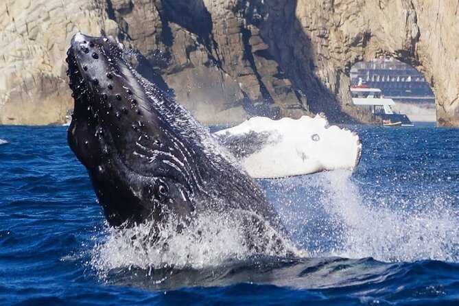 Los Cabos Private Yacht Whale Watching & Drinks - Up to 18 Guests - What is included, and what you should confirm