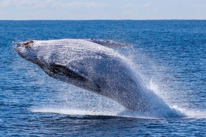 Los Cabos Private Yacht Whale Watching & Drinks - Up to 18 Guests - Is $899 a good value for your group?