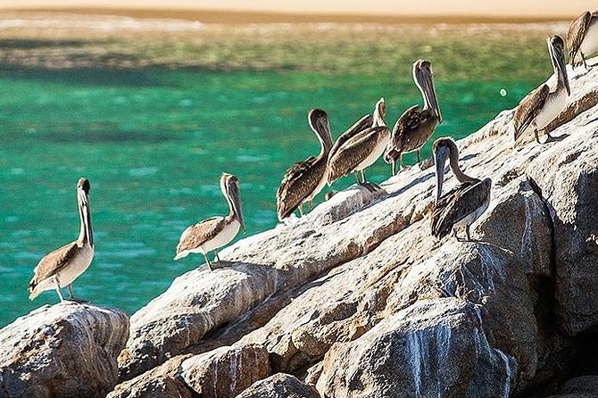 Los Cabos Whale Watching Cruise Including Breakfast - Watching for gray and humpback whales