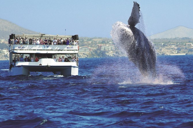 Los Cabos Whale Watching Cruise Including Breakfast - What the $99 price really covers