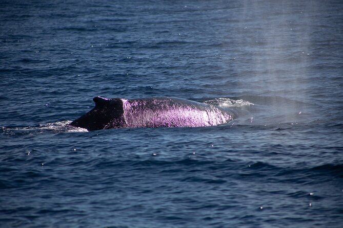 Los Cabos Whale Watching Cruise Including Breakfast - Booking, cancellation, and practical details