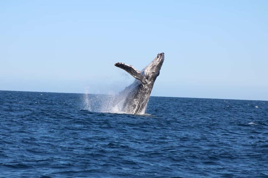 Los Cabos: Whale Watching Safari & Free time at Lovers Beach - Key points to know before you book