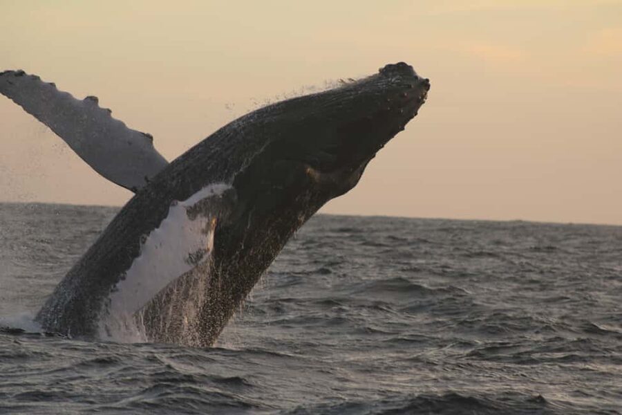 Los Cabos: Whale Watching Safari & Free time at Lovers Beach - Why this Cabo trip is more than a whale search