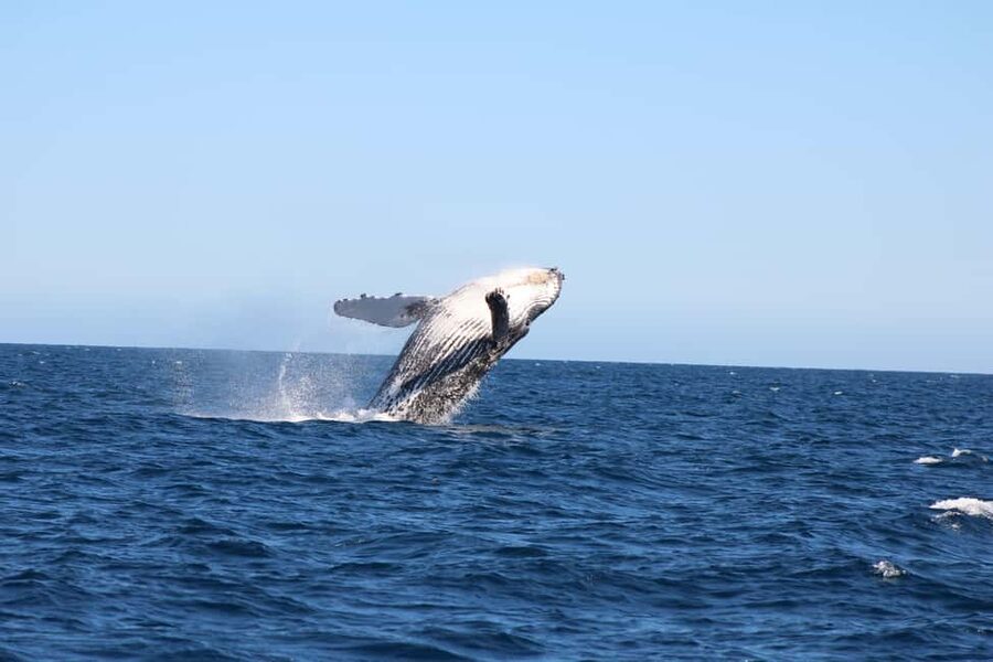 Los Cabos: Whale Watching Safari & Free time at Lovers Beach - Balconcito Beach and Pelican Rock