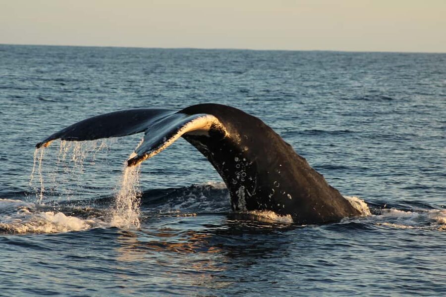 Los Cabos: Whale Watching Safari & Free time at Lovers Beach - Why the photographer can be useful