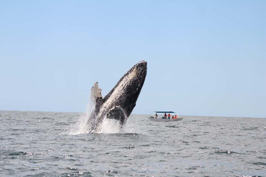 Los Cabos: Whale Watching Safari & Free time at Lovers Beach - Two hours at Lovers Beach
