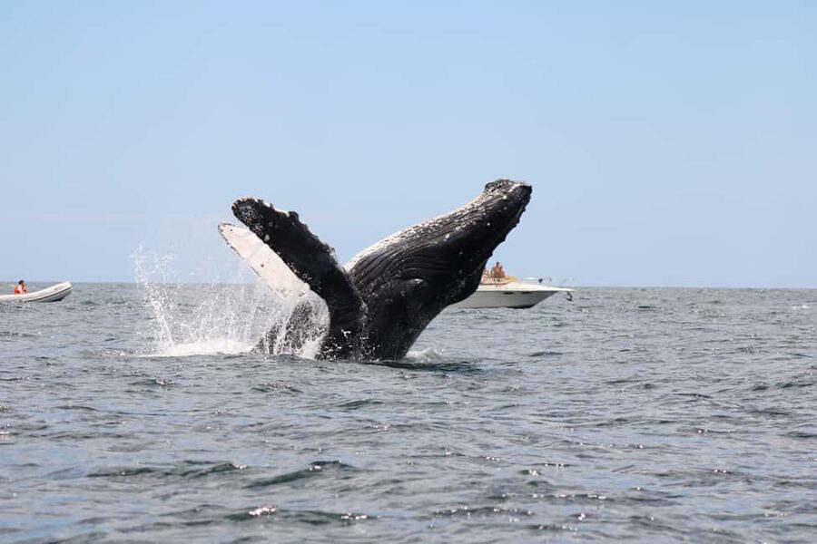 Los Cabos: Whale Watching Safari & Free time at Lovers Beach - Boat comfort, safety, and conservation