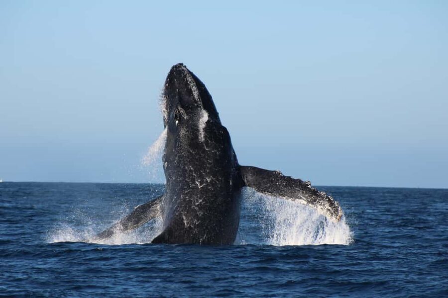 Los Cabos: Whale Watching Safari & Free time at Lovers Beach - Starting at La Terminal de Cabo