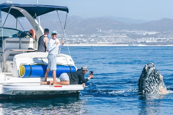 Los Cabos Whale Watching & Snorkel Adventure with Food & Drinks - Key points to know before booking