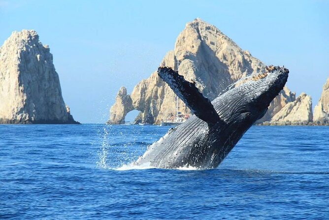 Los Cabos Whale Watching & Snorkel Adventure with Food & Drinks - A private yacht day that starts with Cabo’s most famous view