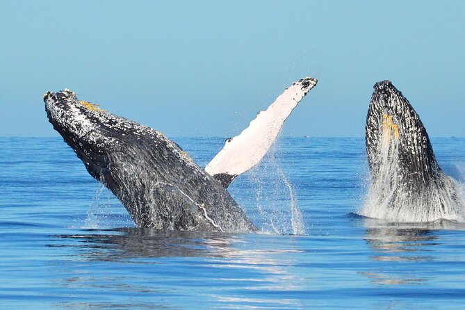 Los Cabos Whale Watching & Snorkel Adventure with Food & Drinks - Snorkeling, paddleboarding, and time in the water