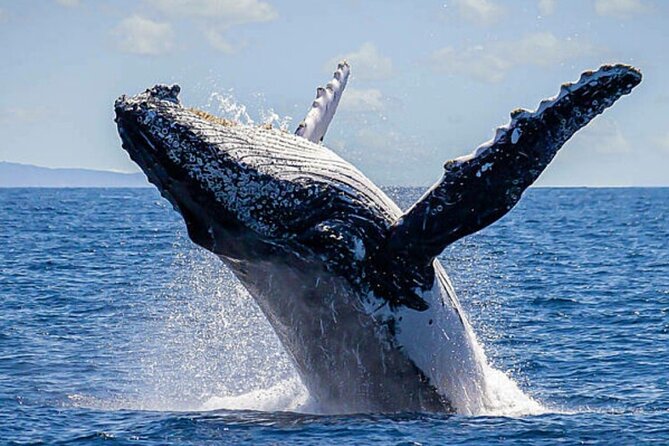 Los Cabos Whale Watching & Snorkel Adventure with Food & Drinks - The crew and the small service details