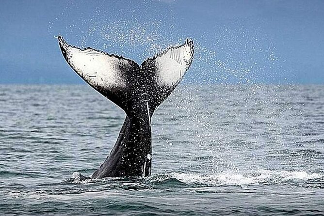 Los Cabos Whale Watching & Snorkel Adventure with Food & Drinks - Who will get the most from this Cabo outing