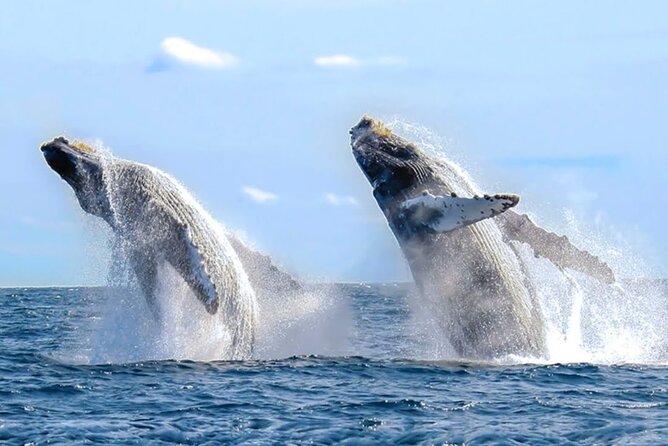 Los Cabos Whale Watching & Snorkel Adventure with Food & Drinks - Why the private format is worth considering