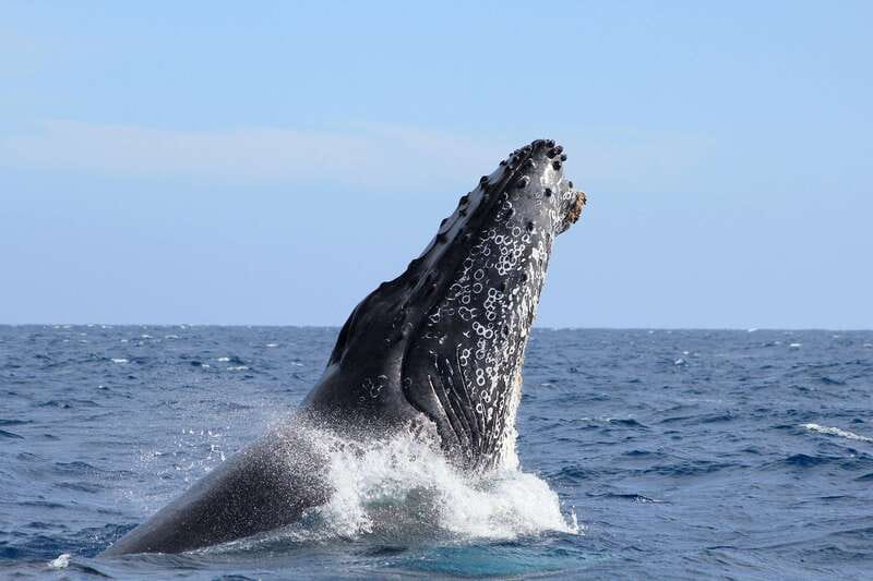 Los Cabos: Whale Watching (Transport and Pictures Included) - Why this Cabo whale trip is worth considering