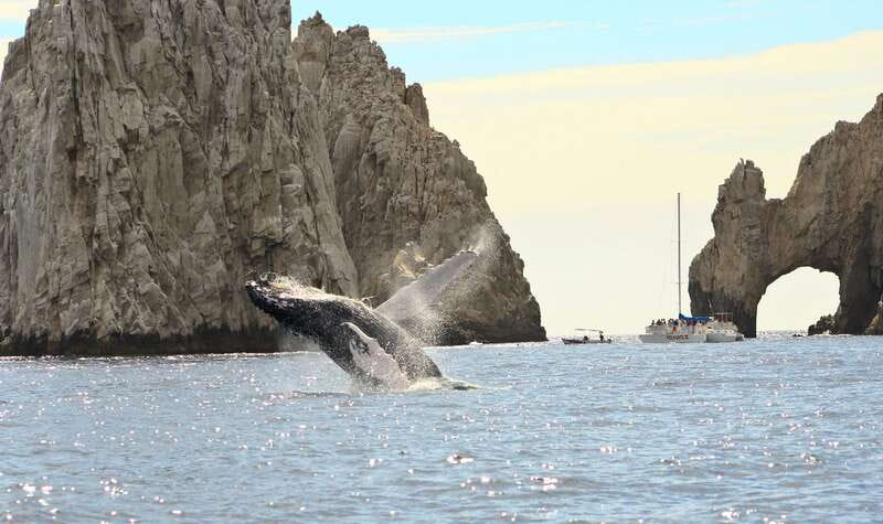 Los Cabos: Whale Watching (Transport and Pictures Included) - The Arch and sea lions at Land’s End