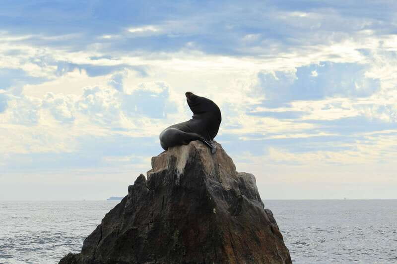 Los Cabos: Whale Watching (Transport and Pictures Included) - Two hours looking for whales in the Gulf