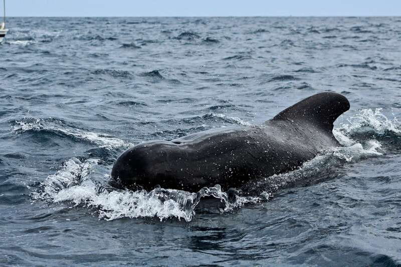 Los Cabos: Whale Watching (Transport and Pictures Included) - Photos let you watch instead of work