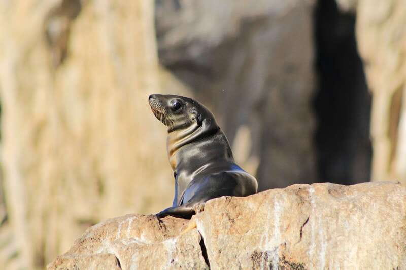 Los Cabos: Whale Watching (Transport and Pictures Included) - Pickup from three parts of Los Cabos