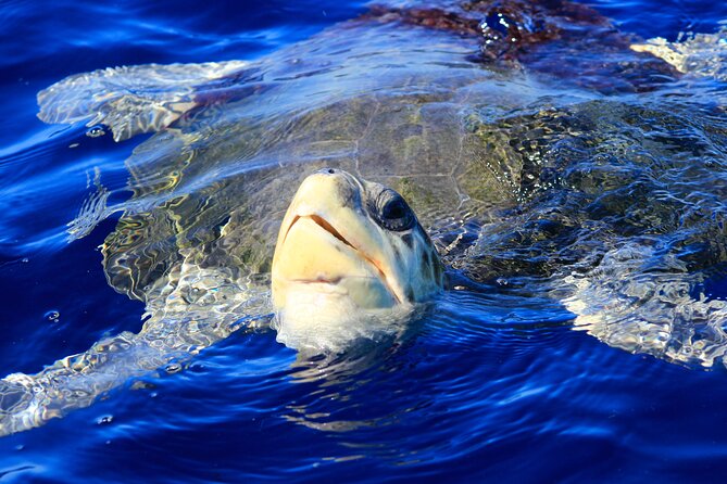 Los Cabos Whale Watching (Transportation and Pictures Included) - Small groups, safe boating, and comfort