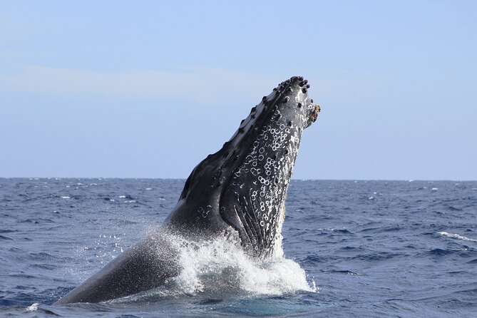 Los Cabos Whale Watching (Transportation and Pictures Included) - Included photographs add real value