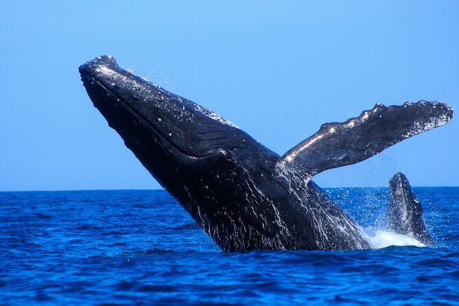 Los Cabos Whale Watching (Transportation and Pictures Included) - Pickup details and mobility concerns