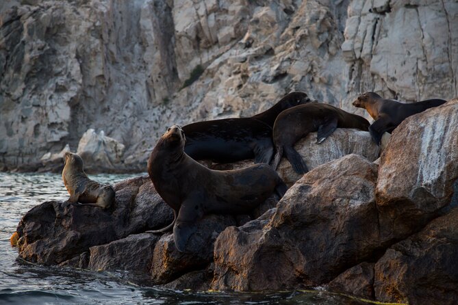 Los Cabos Whale Watching (Transportation and Pictures Included) - Who should book this Cabo whale watch?