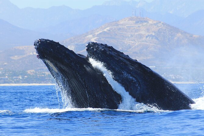 Los Cabos Whale Watching (Transportation and Pictures Included) - Leaving Dock P and reaching El Arco