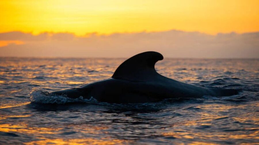 Los Cristianos: Eco Yacht Whale Watching Tour at Sunset - What happens from the Los Cristianos port