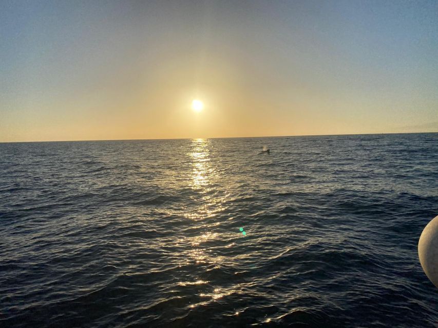 Los Cristianos: Eco Yacht Whale Watching Tour at Sunset - Looking for dolphins, pilot whales, and turtles