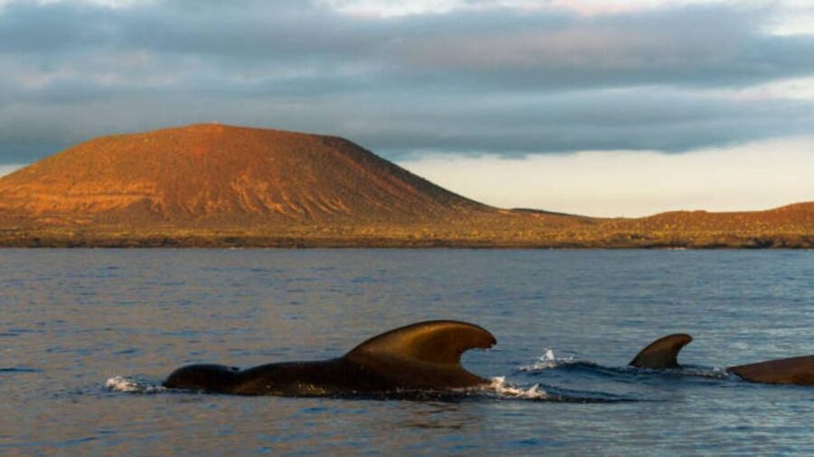 Los Cristianos: Eco Yacht Whale Watching Tour at Sunset - The sunset is more than a backdrop