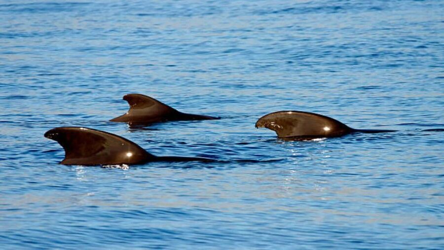 Los Cristianos: Eco Yacht Whale Watching Tour at Sunset - Is there really time to swim?