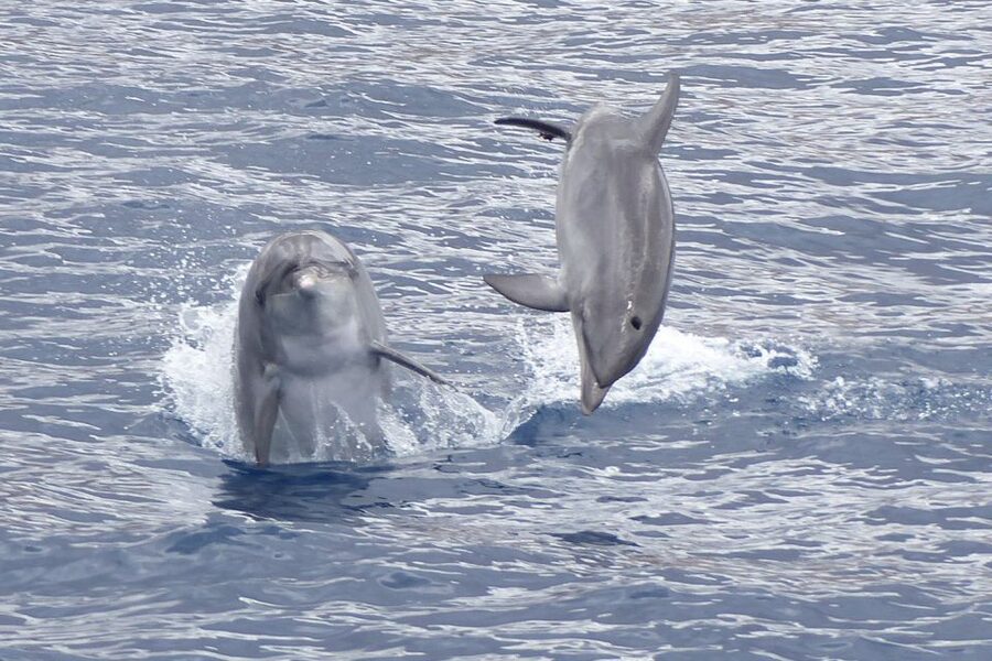 Los Cristianos Respectful No-Chase Whale and Dolphin Safari - Key points to know before booking