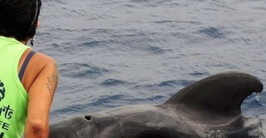 Los Cristianos Respectful No-Chase Whale and Dolphin Safari - Who will enjoy this cruise most?