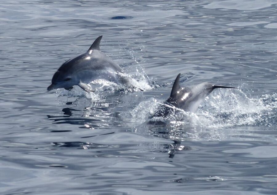 Los Cristianos Respectful No-Chase Whale and Dolphin Safari - Why the no-chase rule changes the whole trip