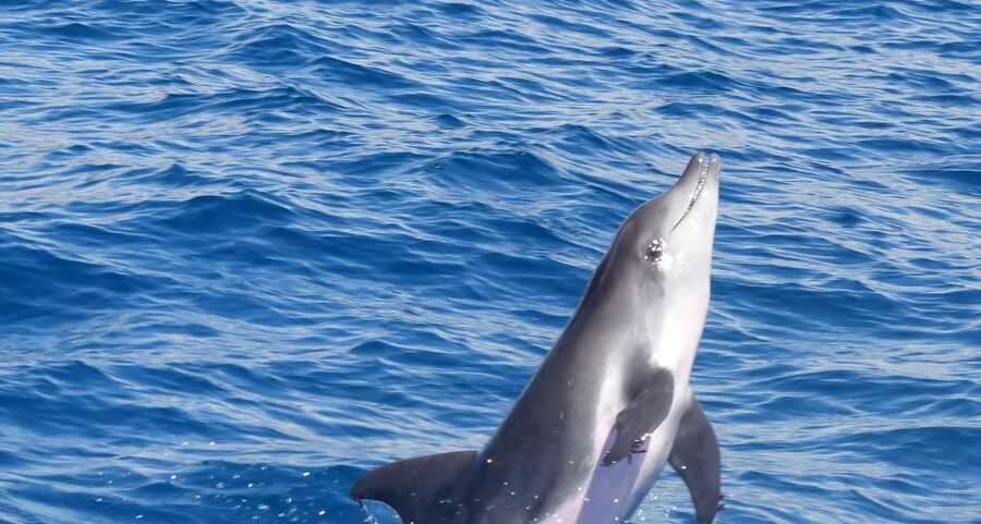 Los Cristianos Respectful No-Chase Whale and Dolphin Safari - The two-hour search for marine life