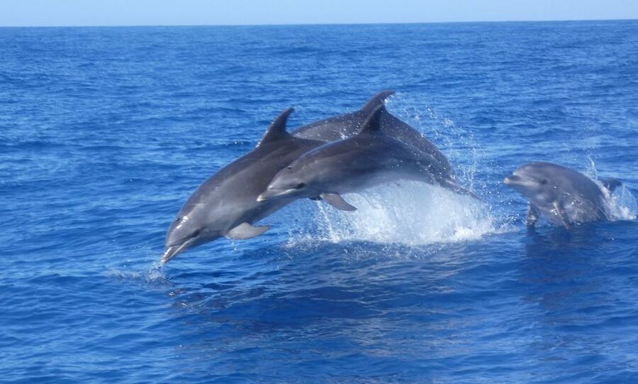 Los Cristianos Respectful No-Chase Whale and Dolphin Safari - What makes the Bahriyeli practical at sea