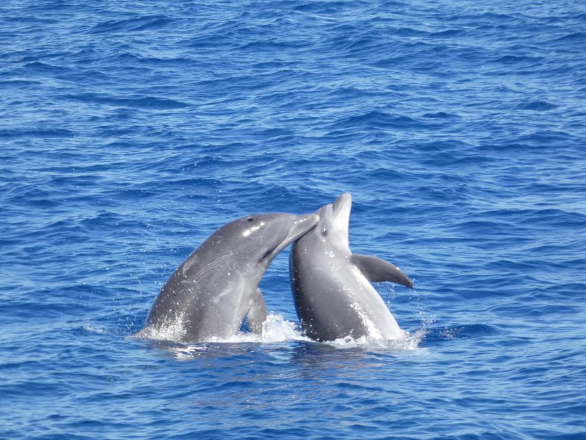 Los Cristianos Respectful No-Chase Whale and Dolphin Safari - Conservation support and responsible tourism