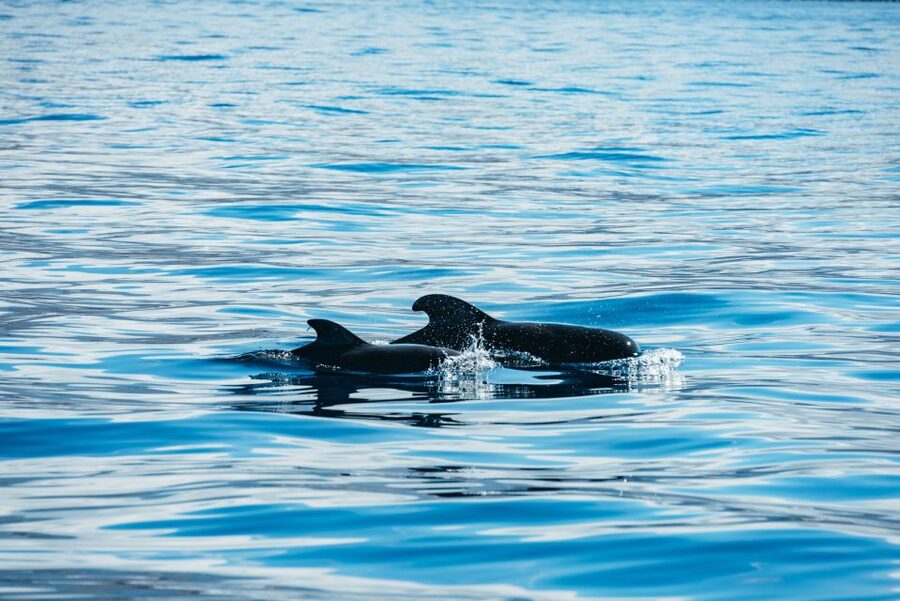 Los Cristianos Respectful No-Chase Whale and Dolphin Safari - How much value do you get for $29?