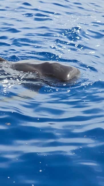 Los Cristianos: Viking Cruise Whales & Dolphins Watching - Watching pilot whales in Tenerife’s coastal waters