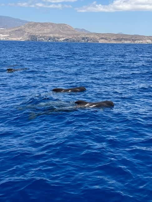 Los Cristianos: Viking Cruise Whales & Dolphins Watching - Tenerife’s south coast from the water