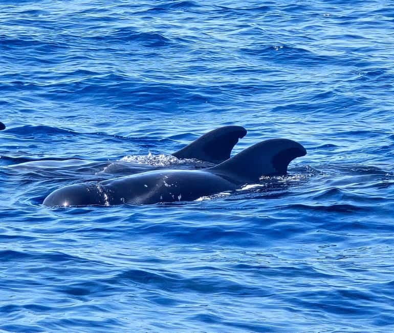 Los Cristianos: Viking Cruise Whales & Dolphins Watching - How the two-hour timing works