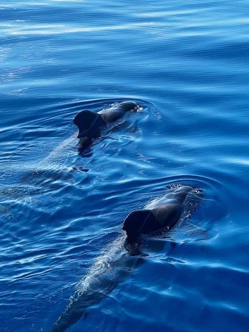 Los Cristianos: Whale Watching Cruise w/Swim Stop & Drinks - Leaving Los Cristianos and finding your sea legs