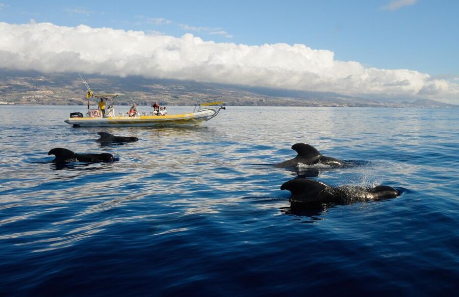 Los Gigantes: Dolphin and Whale Watching Cruise by Speedboat - Key points to know before you book