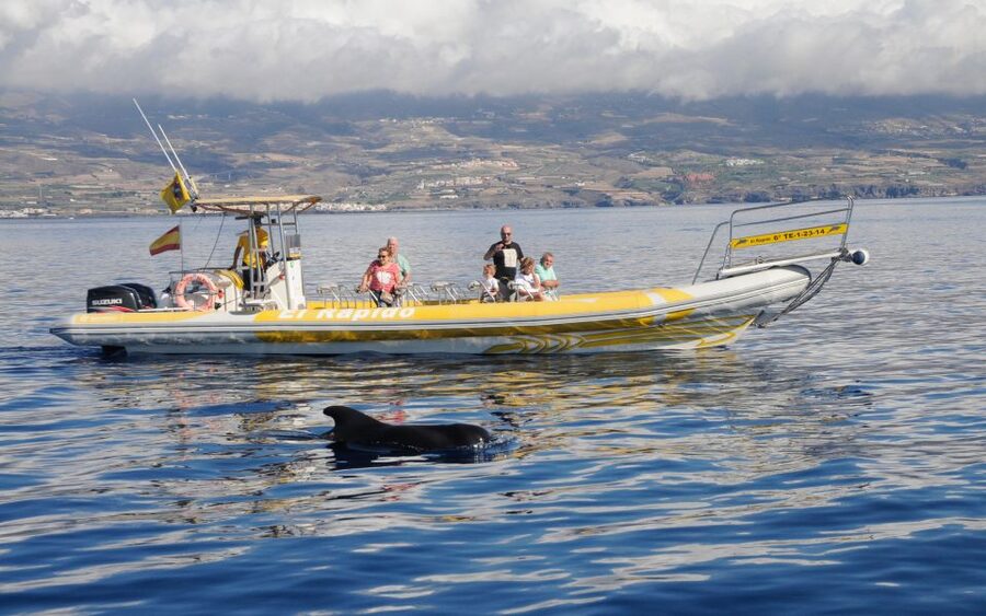 Los Gigantes: Dolphin and Whale Watching Cruise by Speedboat - Why the small RIB makes such a difference