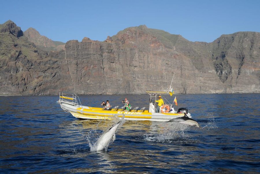 Los Gigantes: Dolphin and Whale Watching Cruise by Speedboat - Watching pilot whales and dolphins at sea