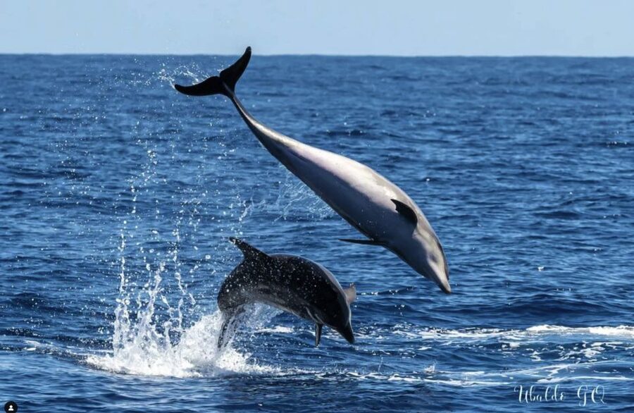 Los Gigantes: Dolphin and Whale Watching Cruise by Speedboat - The return beneath the Los Gigantes cliffs