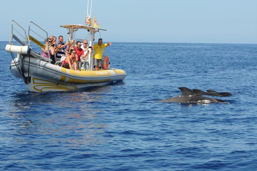 Los Gigantes: Dolphin and Whale Watching Cruise by Speedboat - Swimming at Masca Bay or another quiet cove